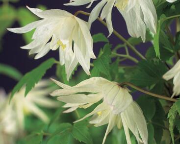 Plamének alpský 'Albina Plena'