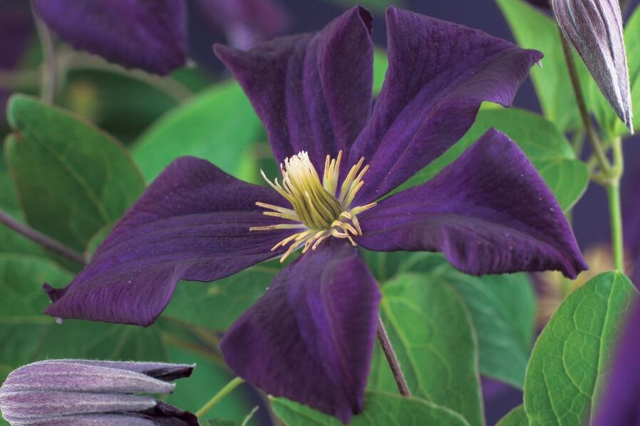 Plamének 'Romantika' - Clematis 'Romantika'