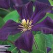 Plamének 'Romantika' - Clematis 'Romantika'