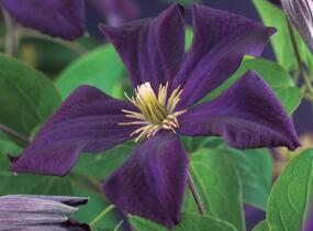 Plamének 'Romantika' - Clematis 'Romantika'