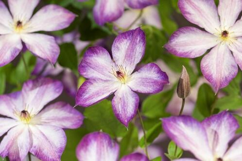 Plamének 'Pernille' - Clematis 'Pernille'