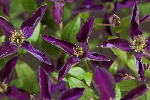 Plamének 'Noora' - Clematis 'Noora'