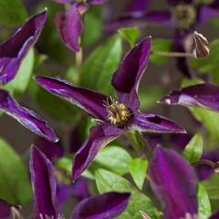 Plamének 'Noora' - Clematis 'Noora'