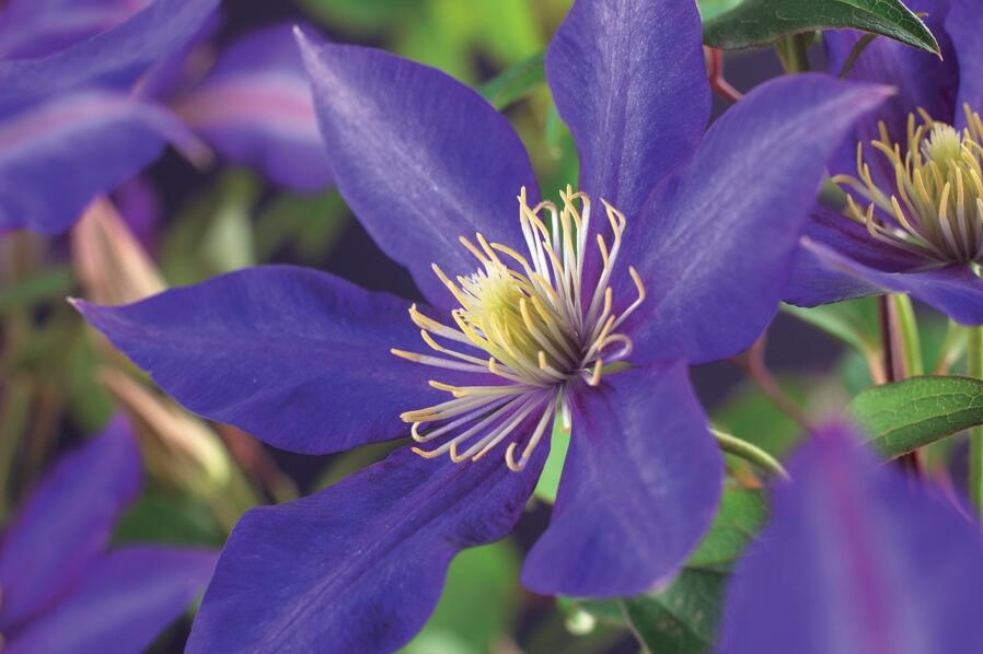 Plamének 'Daniel Deronda' - Clematis 'Daniel Deronda'