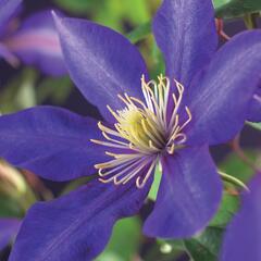 Plamének 'Daniel Deronda' - Clematis 'Daniel Deronda'