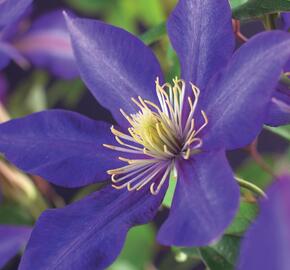 Plamének 'Daniel Deronda' - Clematis 'Daniel Deronda'