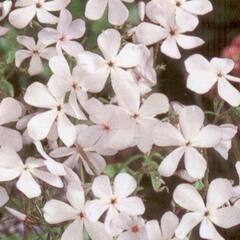 Plamenka rozkladitá - Phlox divaricata