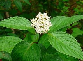 Svída bílá - Cornus alba