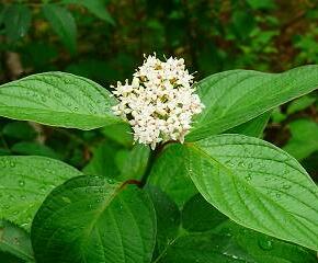 Svída bílá - Cornus alba