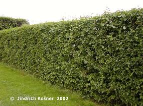 Svída bílá - Cornus alba