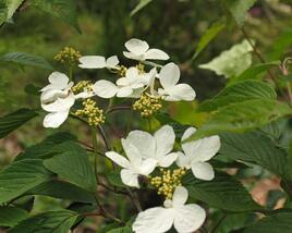 Kalina japonská 'Lanarth'