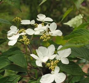 Kalina japonská 'Lanarth' - Viburnum plicatum 'Lanarth'