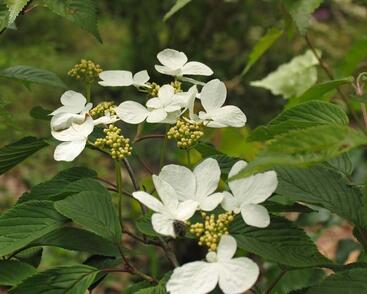 Kalina japonská 'Lanarth'