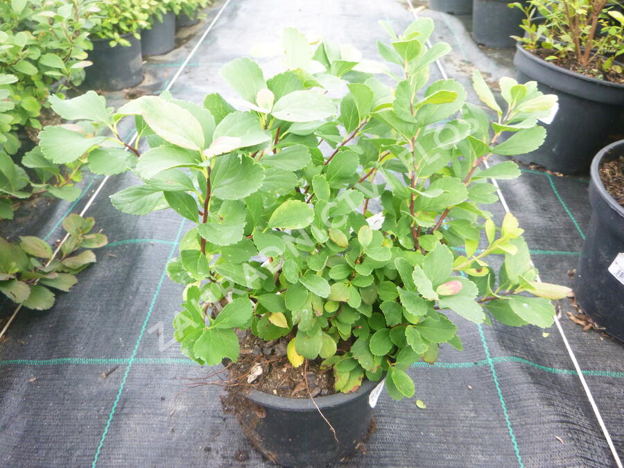 Tavolník břízolistý 'Island' - Spiraea betulifolia 'Island'