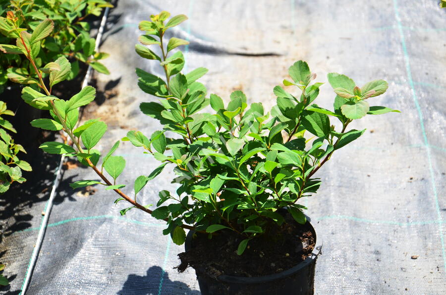 Tavolník břízolistý 'Island' - Spiraea betulifolia 'Island'