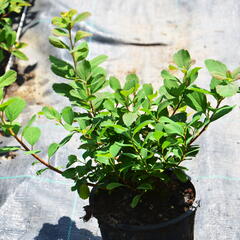 Tavolník břízolistý 'Island' - Spiraea betulifolia 'Island'