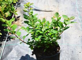 Tavolník břízolistý 'Island' - Spiraea betulifolia 'Island'
