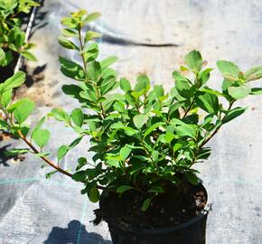 Tavolník břízolistý 'Island' - Spiraea betulifolia 'Island'