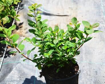 Tavolník břízolistý 'Island'