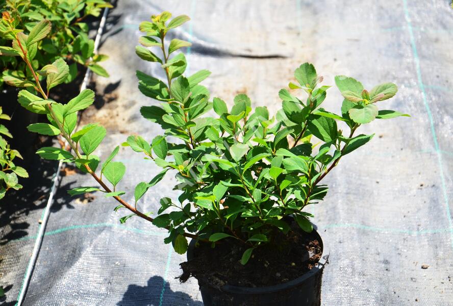 Tavolník břízolistý 'Island' - Spiraea betulifolia 'Island'