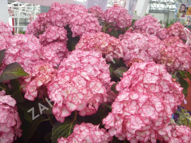 Hortenzie velkolistá 'Miss Saori' - Hydrangea macrophylla 'Miss Saori'