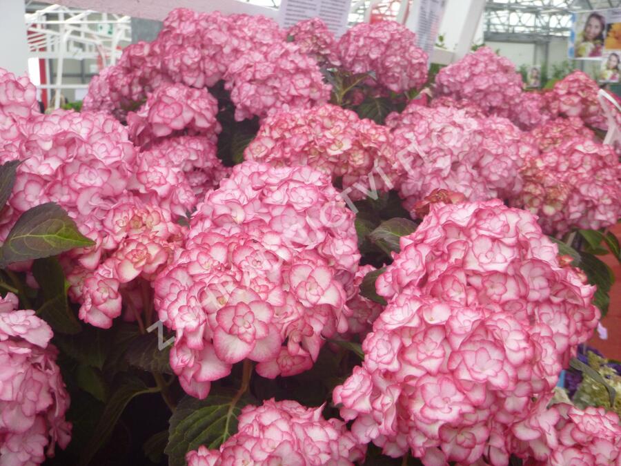 Hortenzie velkolistá 'Miss Saori' - Hydrangea macrophylla 'Miss Saori'