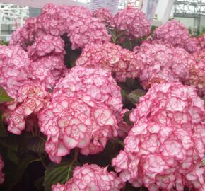 Hortenzie velkolistá 'Miss Saori' - Hydrangea macrophylla 'Miss Saori'