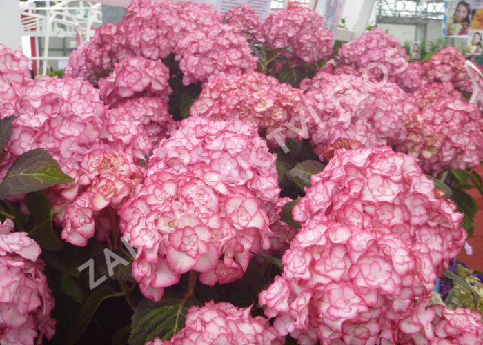 Hortenzie velkolistá 'Miss Saori' - Hydrangea macrophylla 'Miss Saori'