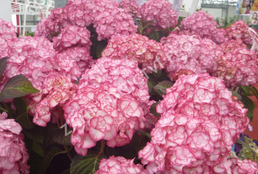Hortenzie velkolistá 'Miss Saori' - Hydrangea macrophylla 'Miss Saori'