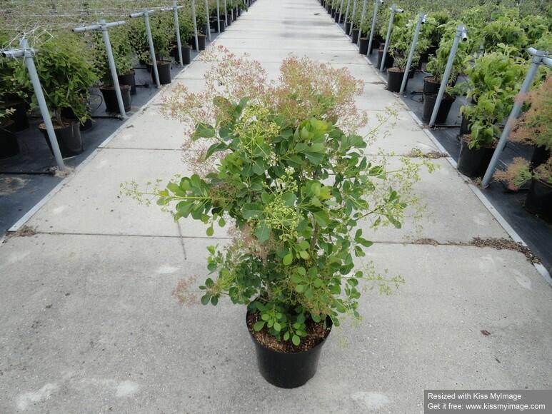 Ruj vlasatá 'Young Lady' - Cotinus coggygria 'Young Lady'