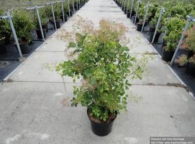 Ruj vlasatá 'Young Lady' - Cotinus coggygria 'Young Lady'