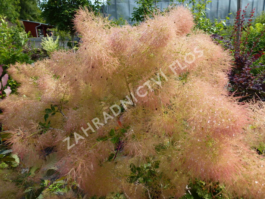 Ruj vlasatá 'Young Lady' - Cotinus coggygria 'Young Lady'