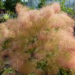 Ruj vlasatá 'Young Lady' - Cotinus coggygria 'Young Lady'