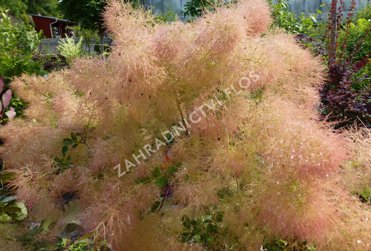Ruj vlasatá 'Young Lady' - Cotinus coggygria 'Young Lady'