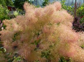 Ruj vlasatá 'Young Lady' - Cotinus coggygria 'Young Lady'