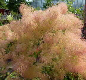 Ruj vlasatá 'Young Lady' - Cotinus coggygria 'Young Lady'