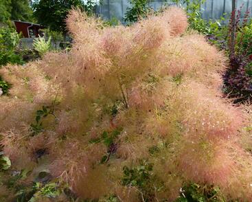 Ruj vlasatá 'Young Lady'