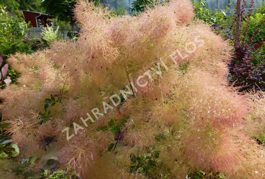 Ruj vlasatá 'Young Lady' - Cotinus coggygria 'Young Lady'