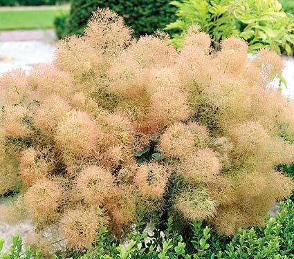 Ruj vlasatá 'Young Lady' - Cotinus coggygria 'Young Lady'
