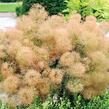 Ruj vlasatá 'Young Lady' - Cotinus coggygria 'Young Lady'