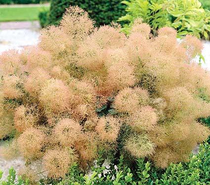 Ruj vlasatá 'Young Lady' - Cotinus coggygria 'Young Lady'