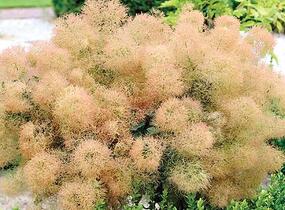 Ruj vlasatá 'Young Lady' - Cotinus coggygria 'Young Lady'