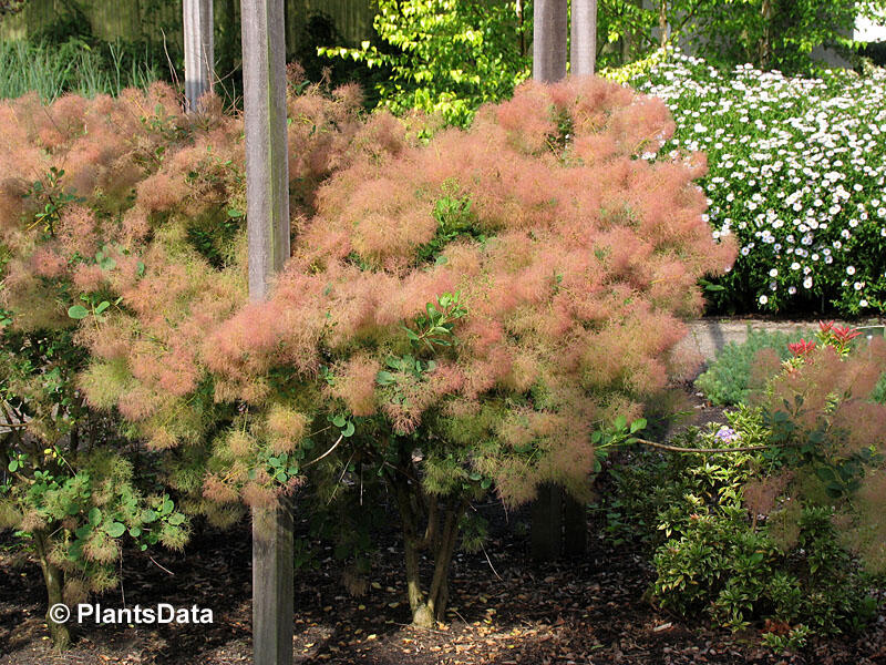Ruj vlasatá 'Young Lady' - Cotinus coggygria 'Young Lady'
