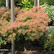 Ruj vlasatá 'Young Lady' - Cotinus coggygria 'Young Lady'