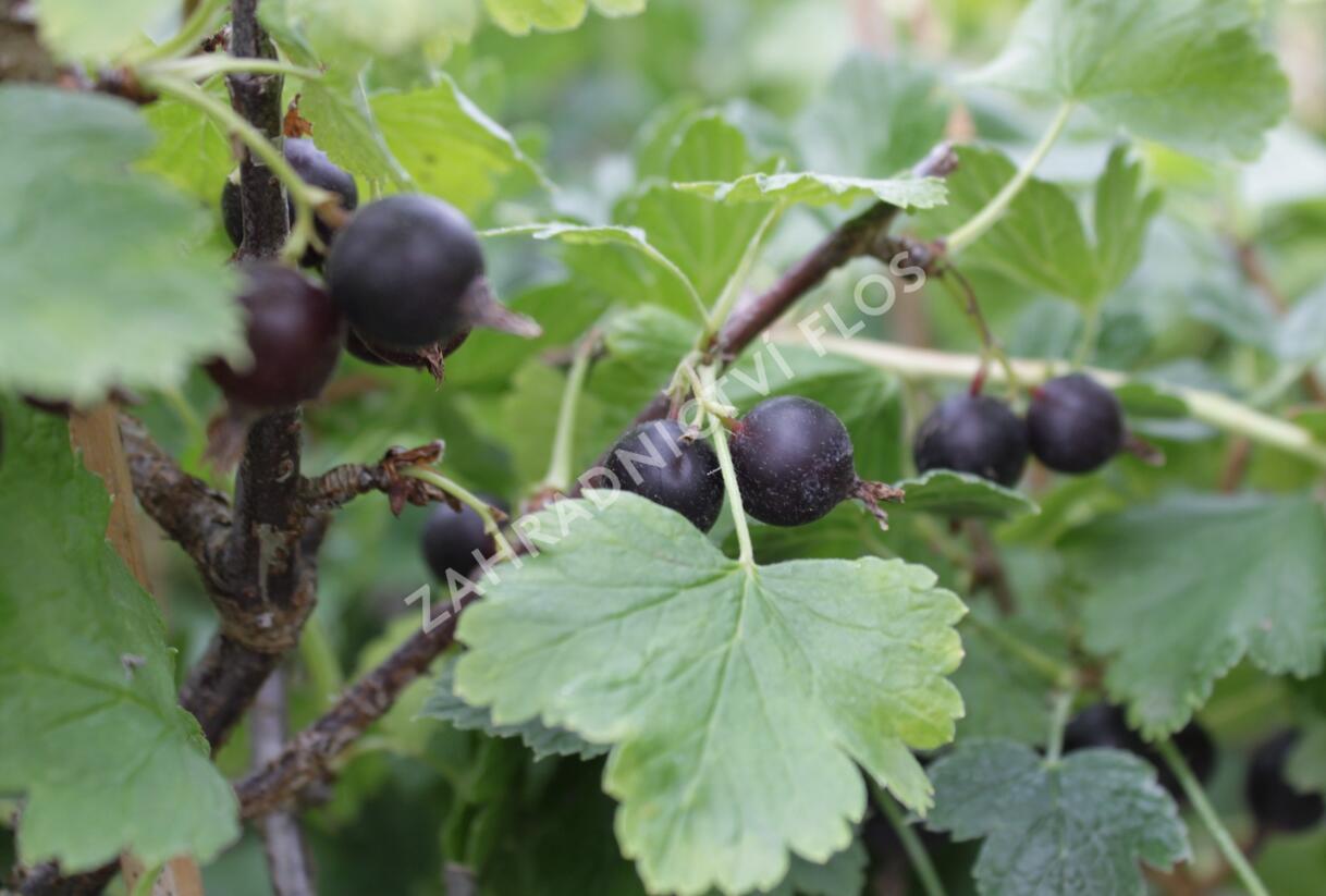 Josta - Ribes nidigrolaria