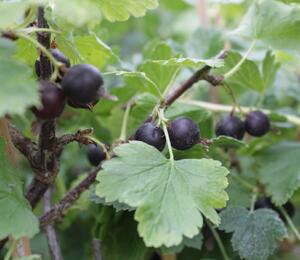 Josta - Ribes nidigrolaria