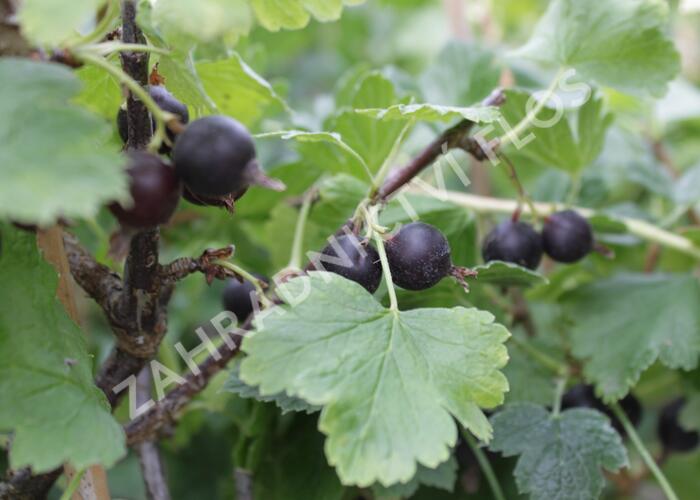 Josta - Ribes nidigrolaria