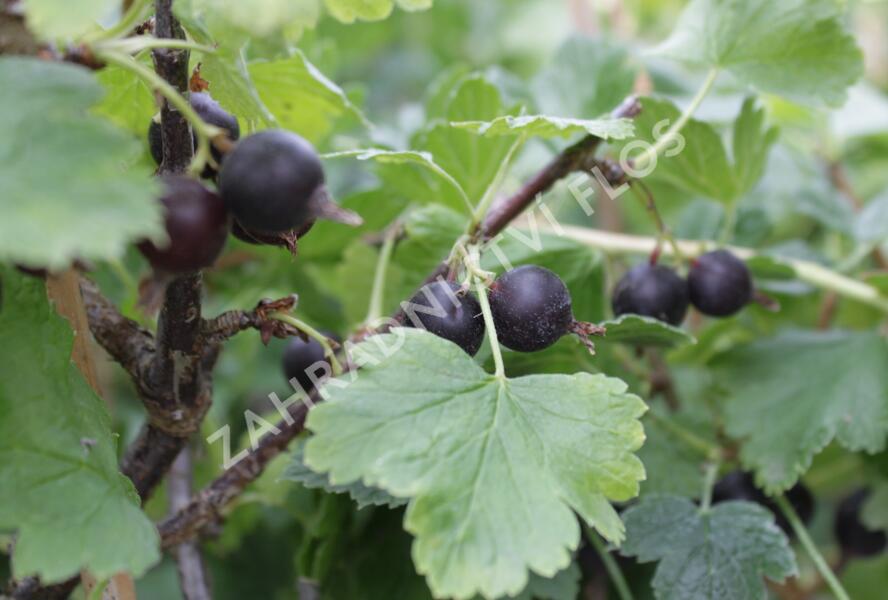 Josta - Ribes nidigrolaria