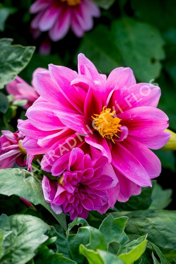 Jiřina 'Dahlietta Lubega Rose Eye' - Dahlia 'Dahlietta Lubega Rose Eye'