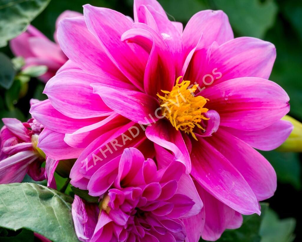 Jiřina 'Dahlietta Lubega Rose Eye' - Dahlia 'Dahlietta Lubega Rose Eye'